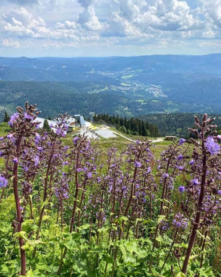 Javor Na Sumave * Železná Ruda